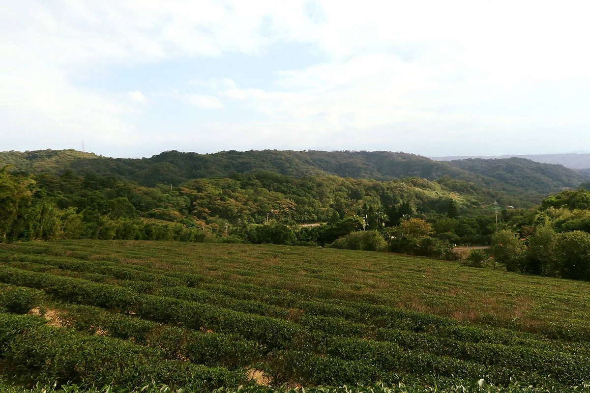 2017桃園花彩節龍潭的地景茶山 圖:桃園市府農業局提供