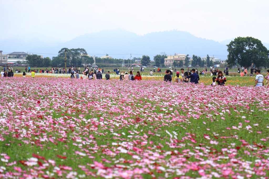 今年的新社花海要讓遊客了解台中市的休閒農業特色。海景觀區以「大地桌布」與「可食地景」為意象主軸，「主題展區」採以新社區主要栽培的水果打造「迎賓蔬果」立體綠雕，搭配喜鵲家族與蘭花結合成「幸福花園區」及新社特產香菇「菇姑新樂園」等裝置藝術，多樣的美景讓遊客目不暇給。 圖 : 台中市政府 / 提供