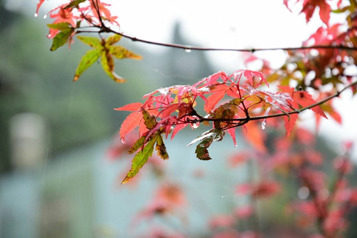濕冷有雨的天氣將持續到下週三(15日)，下週四(16日)開始，東北風減弱，氣溫稍回升，中南部地區大多為多雲到晴的天氣。不過，下週六(18日)又有一波東北季風南下，而且有機會達到「冷氣團」等級，北台灣低溫下探16度。 圖：丘建蒂／攝