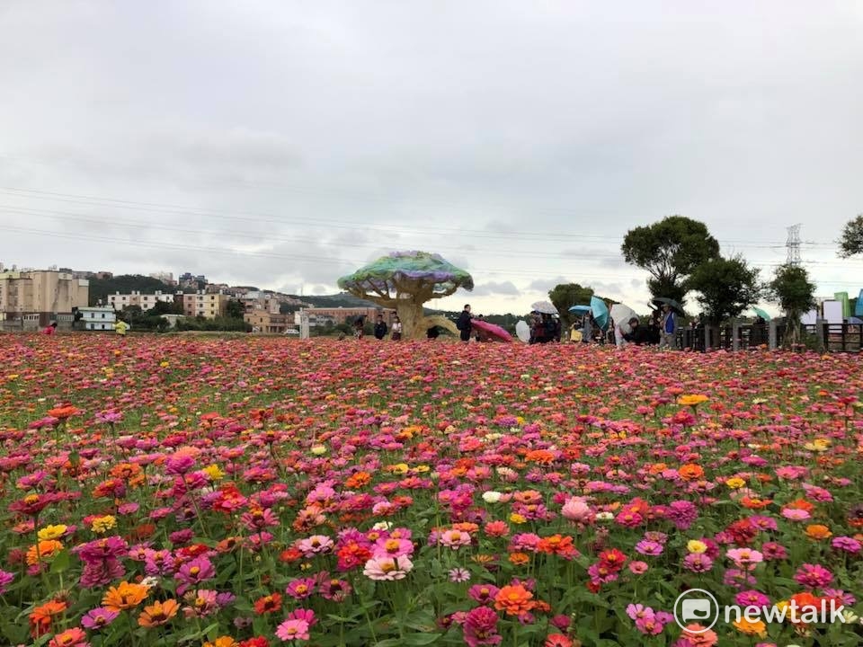 2017桃園花彩節龍潭花區，11月12日的花況。 圖：桃園市府提供