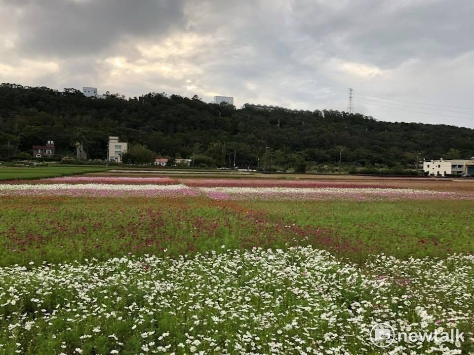 2017桃園花彩節龍潭花區，11月12日的花況。 圖：桃園市府提供
