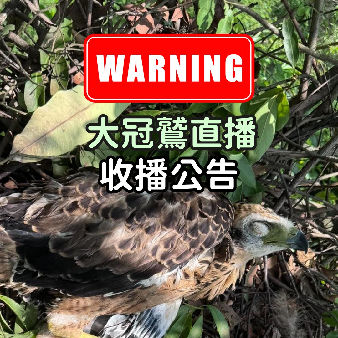 巢內的大冠鷲寶寶- 鷲星 在研究人員上樹後，已經倒臥沒有氣息。 圖：取自屏科大鳥類生態研究室臉書