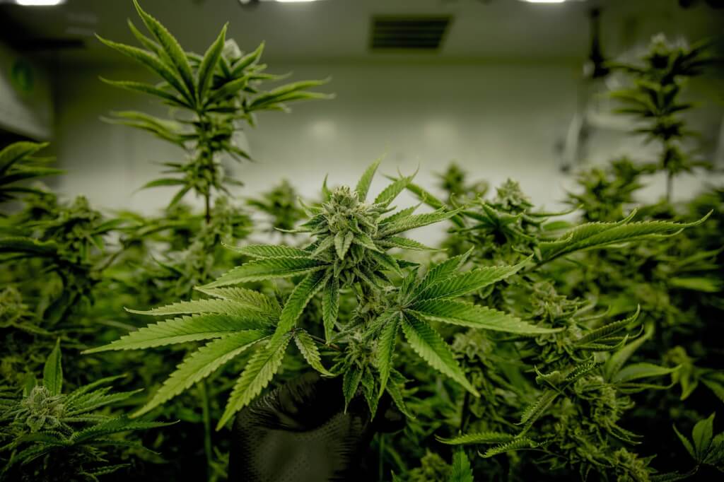 圖為大麻葉。（圖取自Unsplash圖庫）