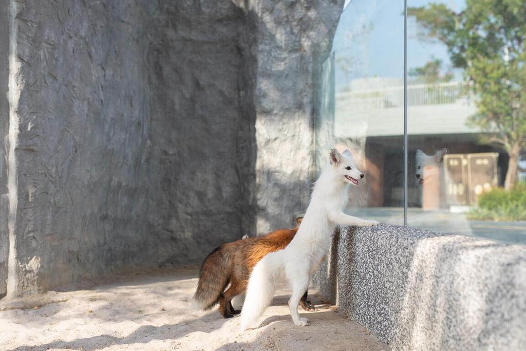 高雄「野森動物學校」可提供豐富動物互動體驗。 圖：台灣高鐵 / 提供