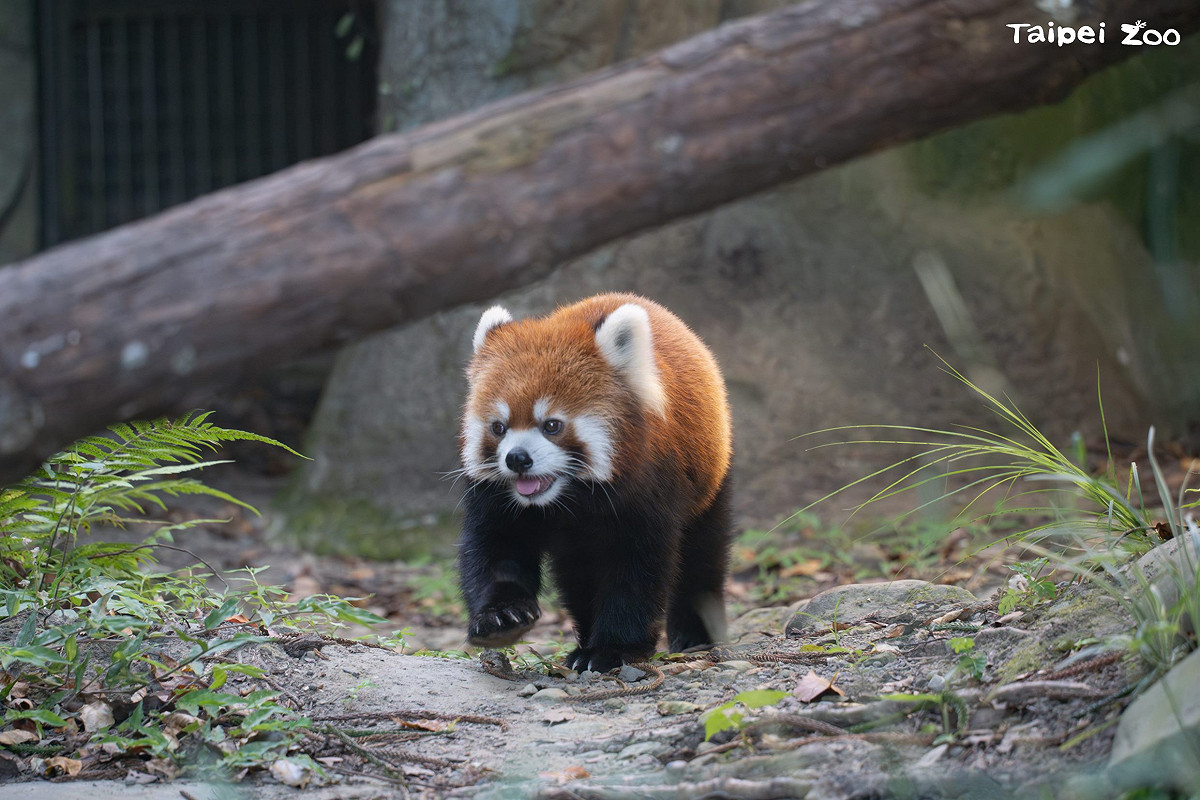 上海動物園小貓熊週末將抵台，吳欣岱酸蔣萬安「敢不敢取名為『民主、自由、習維尼』」。圖為台北市立動物園中的小貓熊。 圖：取自 動物園官網