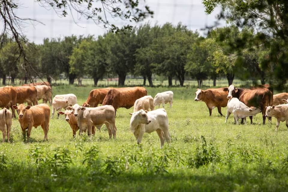 美國牧場牛隻遭肉食性「新世界螺旋蠅」蛆寄生。圖為德州一處牧場。（路透社）
