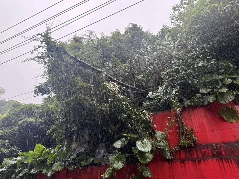 基隆市樹木傾倒，壓在台電的電線上，將針對周邊區域實施預防性停電措施。 圖：基隆市議員施偉政提供