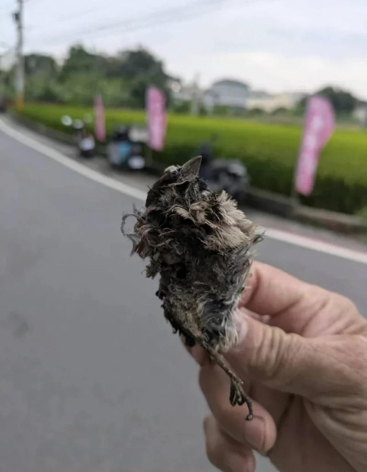 該小鳥在誤觸電力設備後也因高壓電流當場燒焦死亡。 圖：台電彰化區處／提供