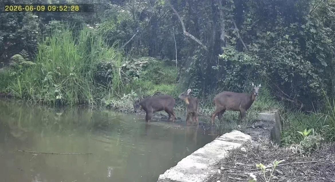 3隻野山羊自在飲水、警戒、停留，展現人類生產空間與野生動物共享棲地的自然樣貌。 圖：國發會池上青培站／提供