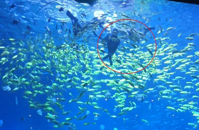 長沙湘江海洋王國已緊急針對引發爭議的「藍洞獵奇」水下潛水項目下達停業整頓的指令。 圖：翻攝自新浪網