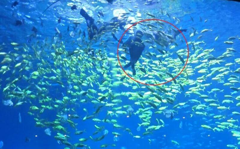 3公尺巨鯊突襲！長沙男體驗潛水遭鯊魚爆頭：右側頭皮慘遭撕裂