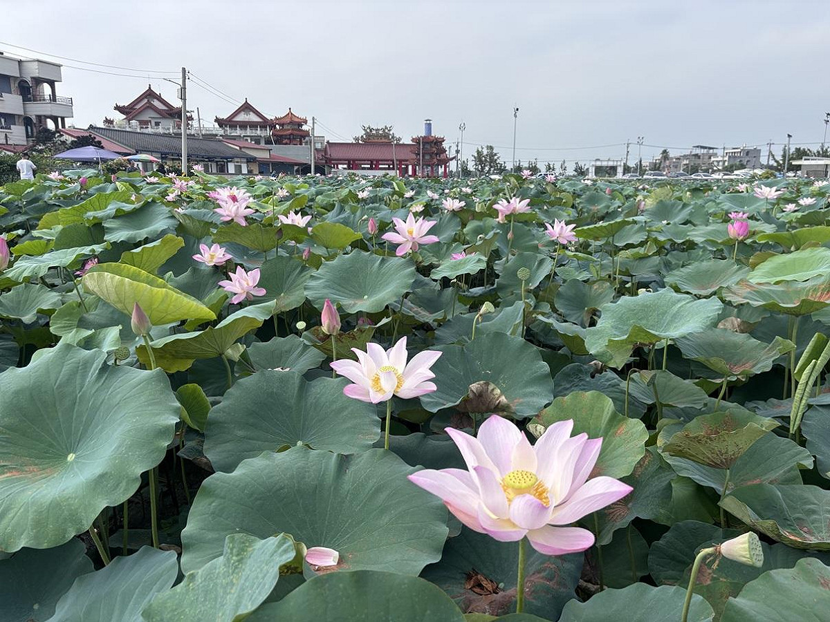 馬稠後關帝廳蓮田景致。 圖：台南市政府觀光旅遊局／提供