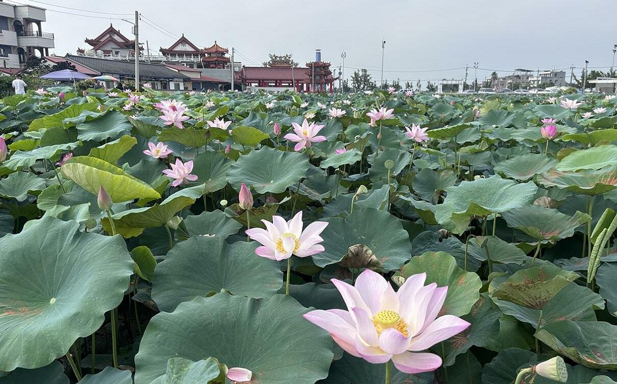 懶人包》賞蓮、看龍舟、逛市集！台南端午連假8大活動、優惠一覽