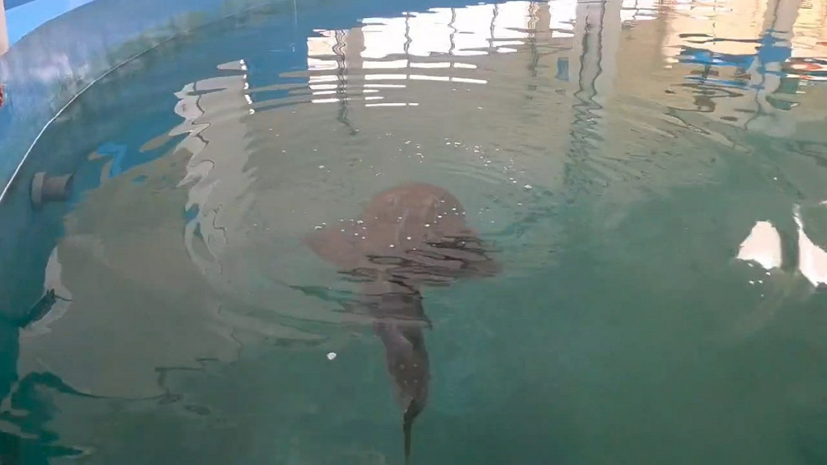 波口鱟頭鱝放流前在國立海洋生物博物館進行暫養與健康監測。 圖：國立海洋生物博物館/提供