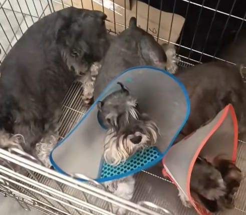 台南市永康區李姓男子遭指在社群平台發布疑似虐待寵物貓影片，引發網路輿論譁然並衍生線下衝突事件。 圖：翻攝自李季原臉書