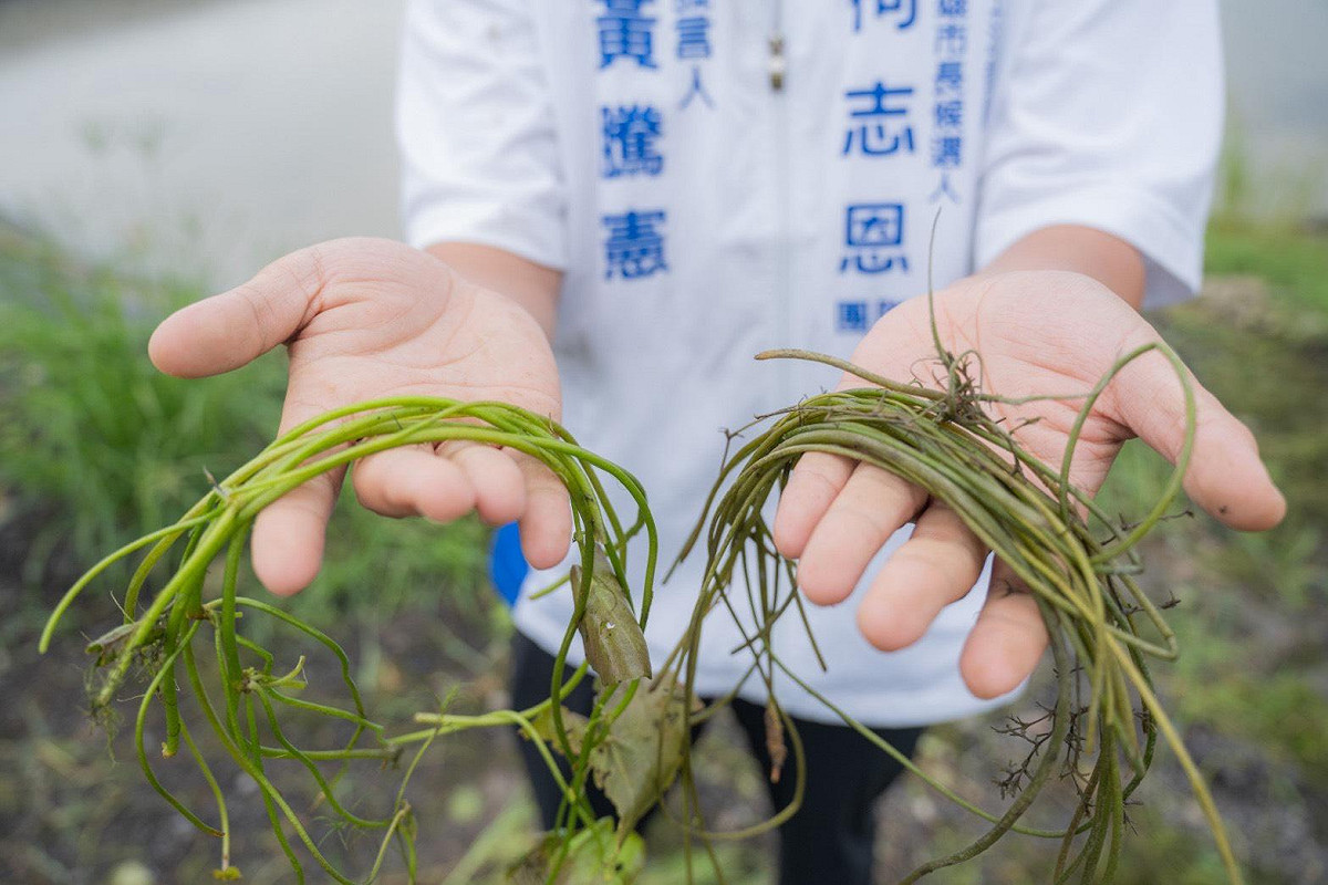 受損的水蓮葉片(右)與未受損的水蓮葉片(左)對照。 圖：柯志恩競辦/提供