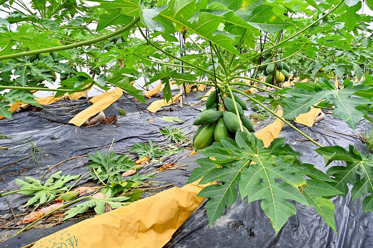 美濃地區木瓜在這次豪雨中發生災損情形。 圖：行政院/提供