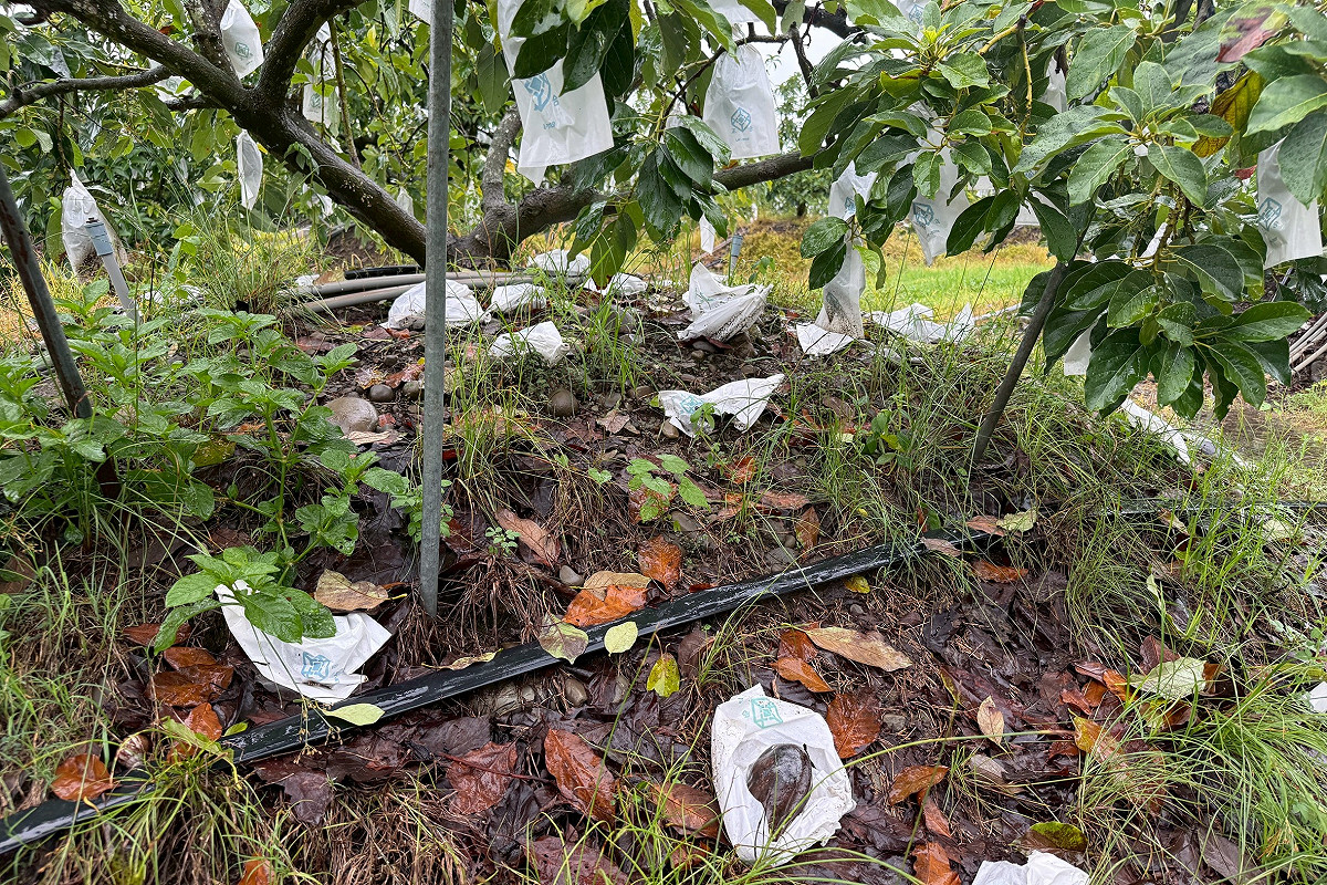 高雄地區受到6月25日豪雨影響，農產業主要受損作物金額最高為芭樂。 圖：高雄市農業局/提供(資料照)