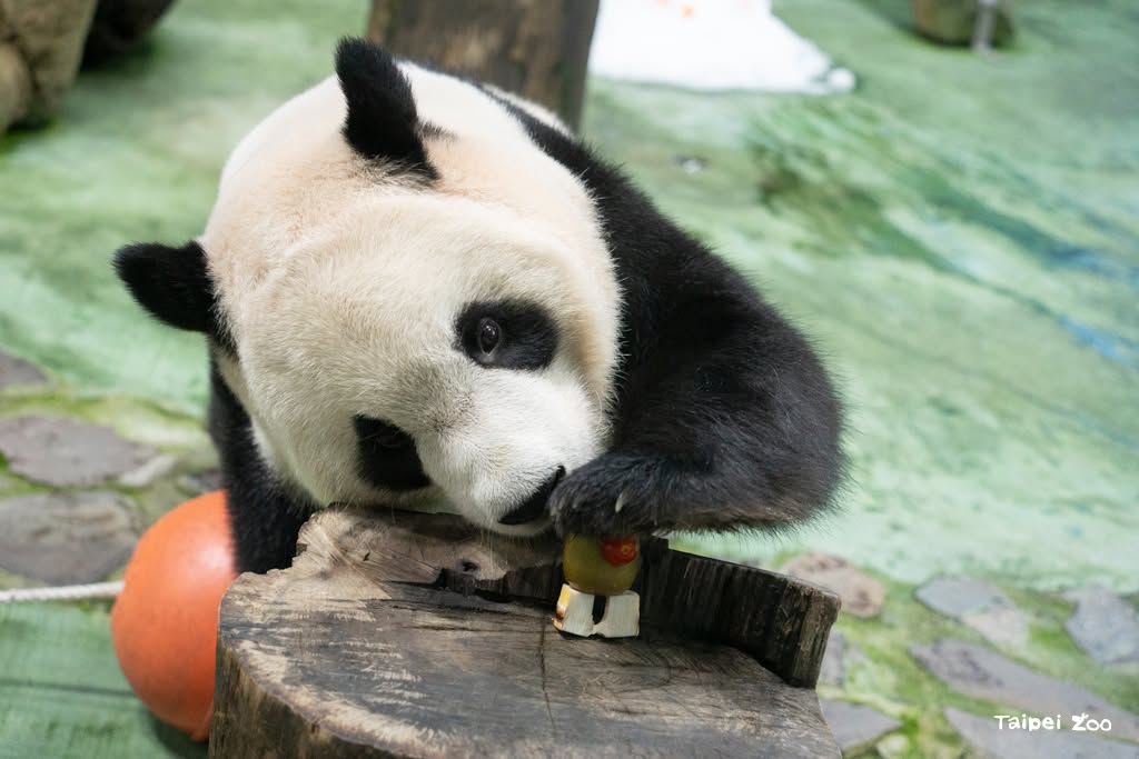 木柵動物園當選人氣最高景點，成為親子出遊的首選。 圖：翻攝自台北市立動物園官方臉書