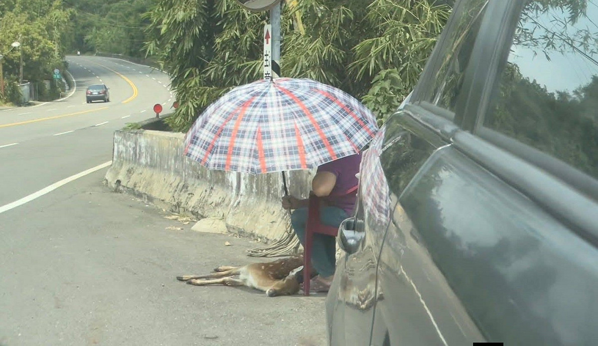 梅花鹿死於馬頭山道路旁，善心民眾撐傘防止曝曬。 圖：取自馬頭山自然人文協會臉書