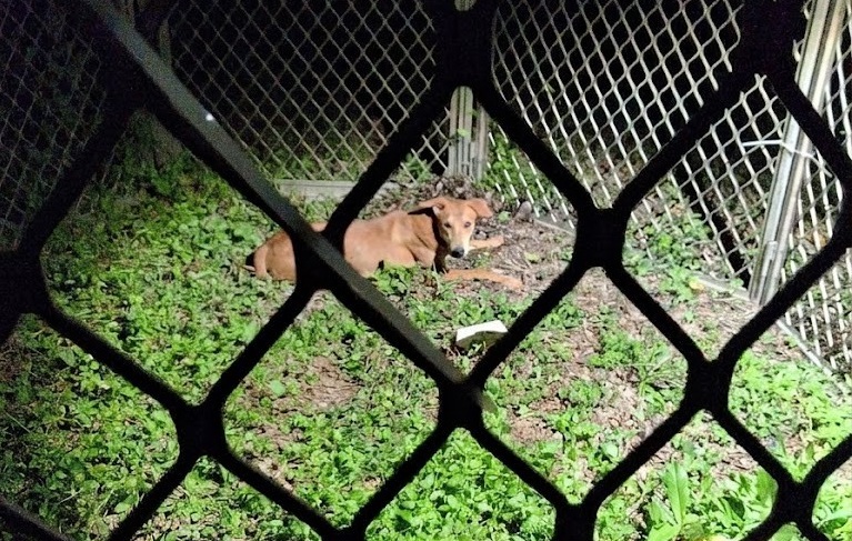高市農業局捕捉流浪犬並絕育後，皆妥善收容且不再回置。 圖：高雄市農業局/提供