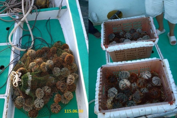 澎湖馬糞海膽禁捕期最後一天，澎湖地檢署查獲違法採捕現行犯6人。 圖：澎湖縣檢方提供