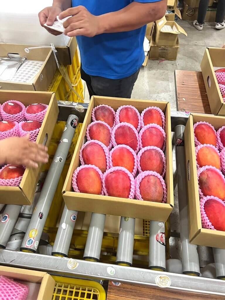台南愛文芒果進軍英國，依規格等級，有不同價位與市場通路，適合不同消費族群。 圖：Cherrain Global提供