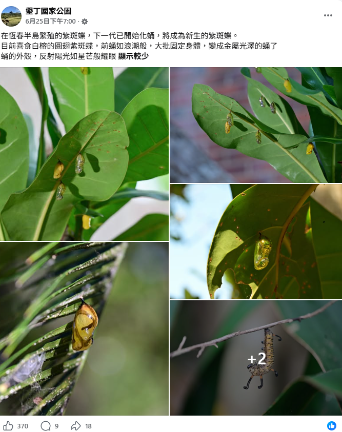 墾管處先於6月25日貼出大量紫斑蝶結蛹的畫面說明，在恆春半島繁殖的紫斑蝶下一代已開始化蛹。 圖：取自墾丁國家公園管理處