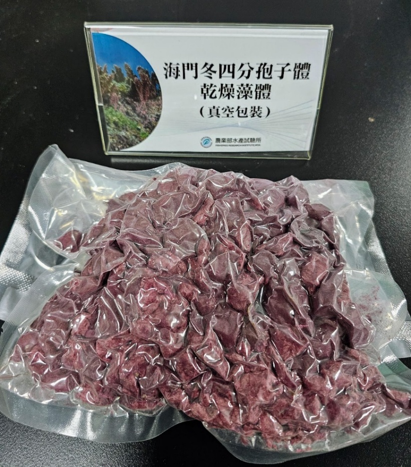 水試所開發之海門冬四分孢子體生產技術所得藻體，已驗證能有效降低乳牛甲烷排放量。 圖：水試所／提供