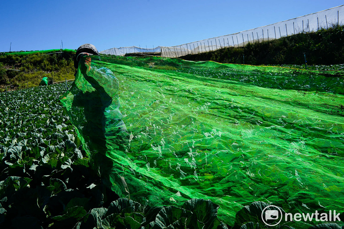 強烈颱風巴威來勢洶洶，為了避免農損，南投縣仁愛鄉華崗地區的高麗菜農趕在颱風來臨前夕，用綠網將高麗菜蓋起來，以避免強風搖動高麗菜株造成高麗菜停止生長影響收成。 圖：張良一/攝