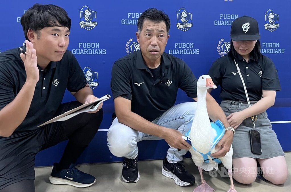 中華職棒富邦悍將隊12日「城堡密語」主題日，邀請二軍名為「隊鴨」的白鵝擔任開球嘉賓，二軍投手教練島崎毅（中）透過翻譯長野佳男（左）敘述照顧過程。圖右為防護員劉育君。中央社記者蘇志畬攝　115年7月12日