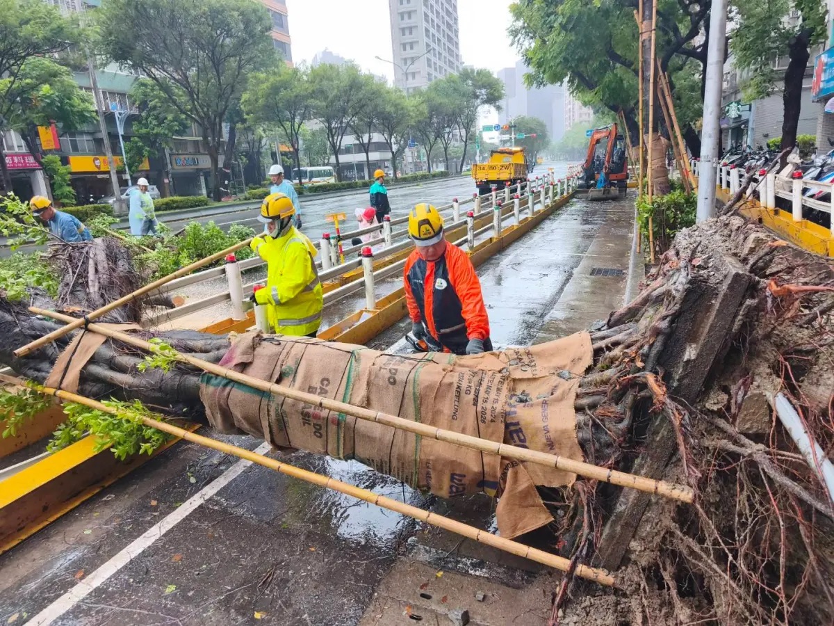 台北市移植路樹被質疑協助敵軍，台北市出面駁斥假新聞。 圖：台北市公園處提供