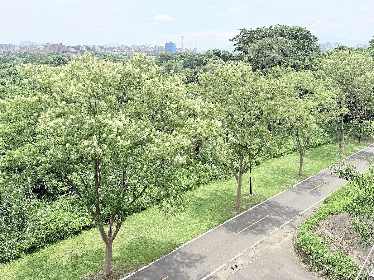 土城河濱光蠟樹綠意成蔭，展現河濱生態風貌。 圖：新北市政府高灘地工程管理處／提供
