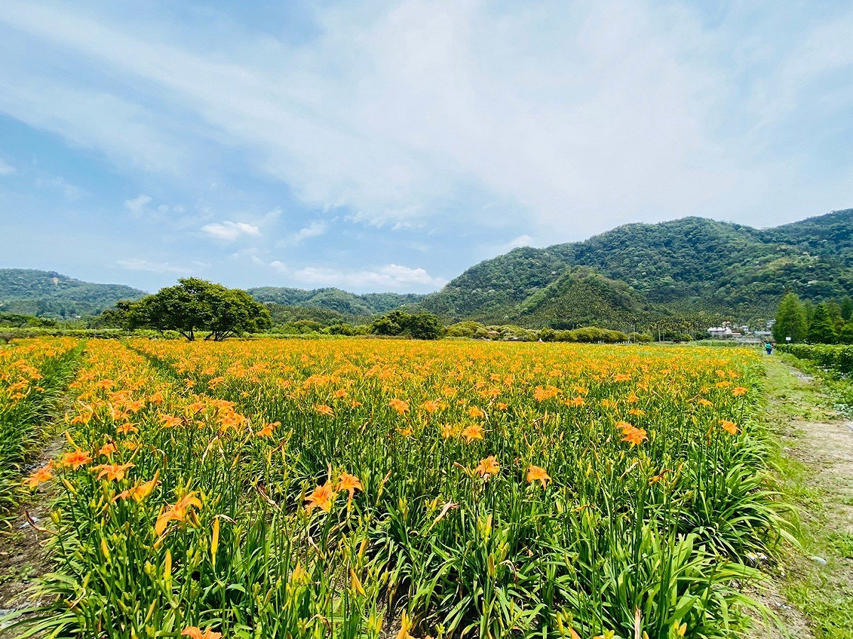 高鐵「親子共學」帶旅客前往活盆地欣賞季節限定的金針花海。 圖：高鐵公司／提供