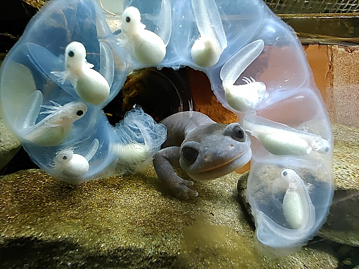 阿里山山椒魚護卵行為。 圖：邱莉敏/攝（國家公園署提供）