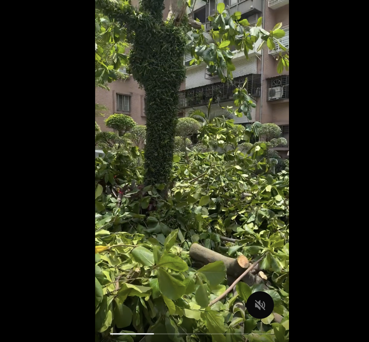 路見砍樹 陳培瑜怒了：蔣萬安憑什麼當市長
