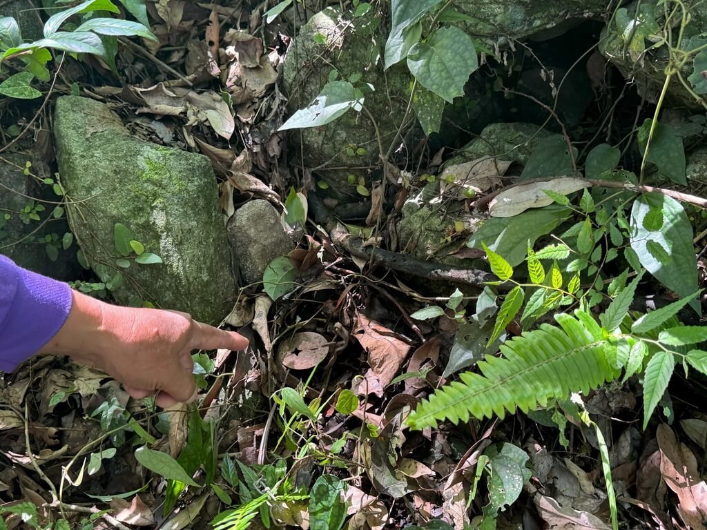 南投縣信義鄉東埔部落與農業部林業及自然保育署南投分署深入山林，清查老舊及外來不法人士設置的違規獵具、陷阱，2次行動共清除5具。（林業及自然保育署南投分署提供）中央社記者蕭博陽南投傳真  115年7月16日