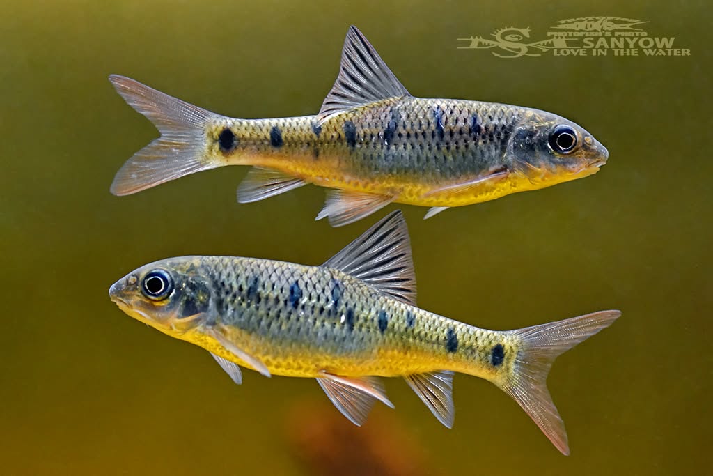石魚賓又稱台灣光唇魚體形側扁，頭大且尖，喜歡棲息在水流湍急、較高溶氧的溪流及較清澈的深潭底層中。 圖：翻攝自台灣原生魚類臉書粉絲團