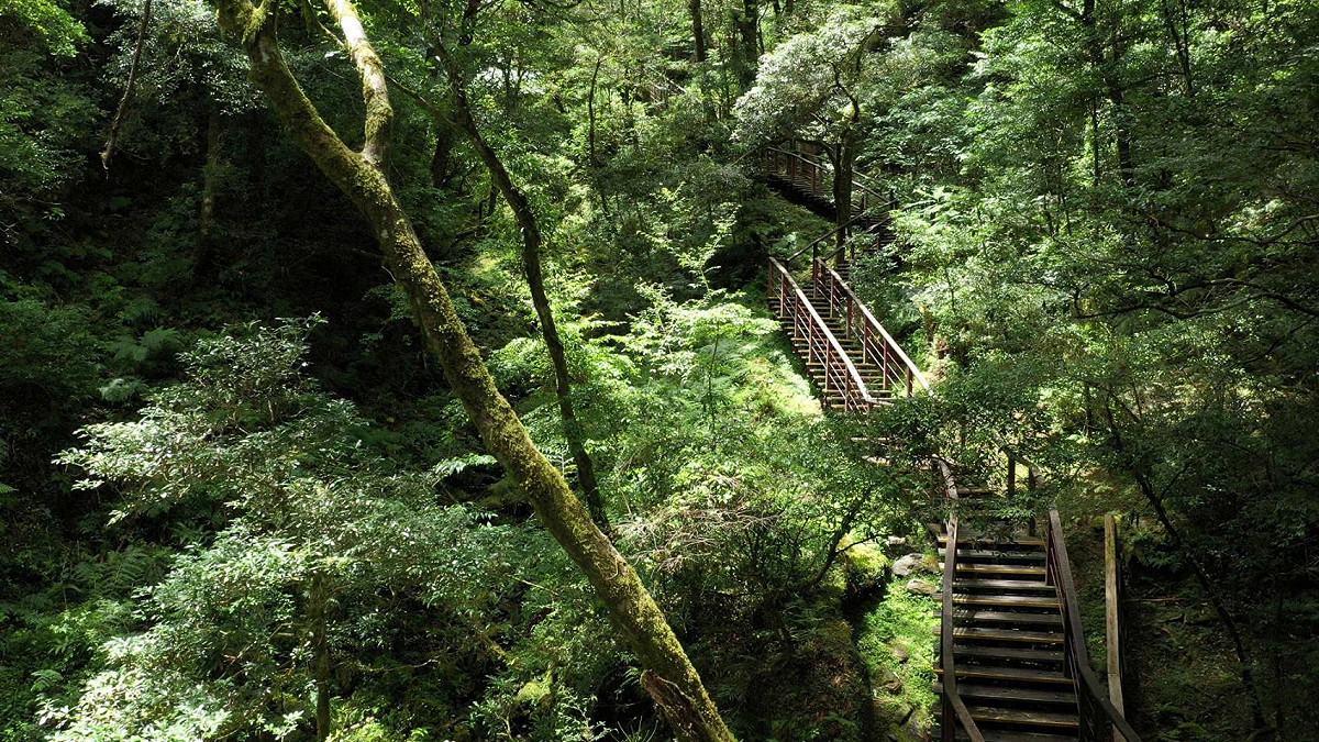 拉拉山國家森林遊樂區的巨木群步道。 圖：新竹分署／提供