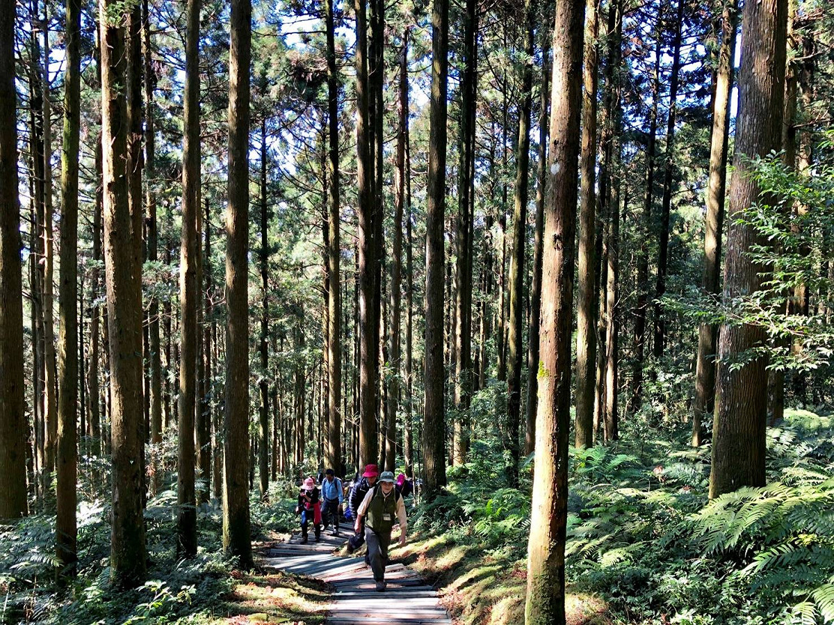 東眼山國家森林遊樂區的柳杉林。 圖：新竹分署／提供