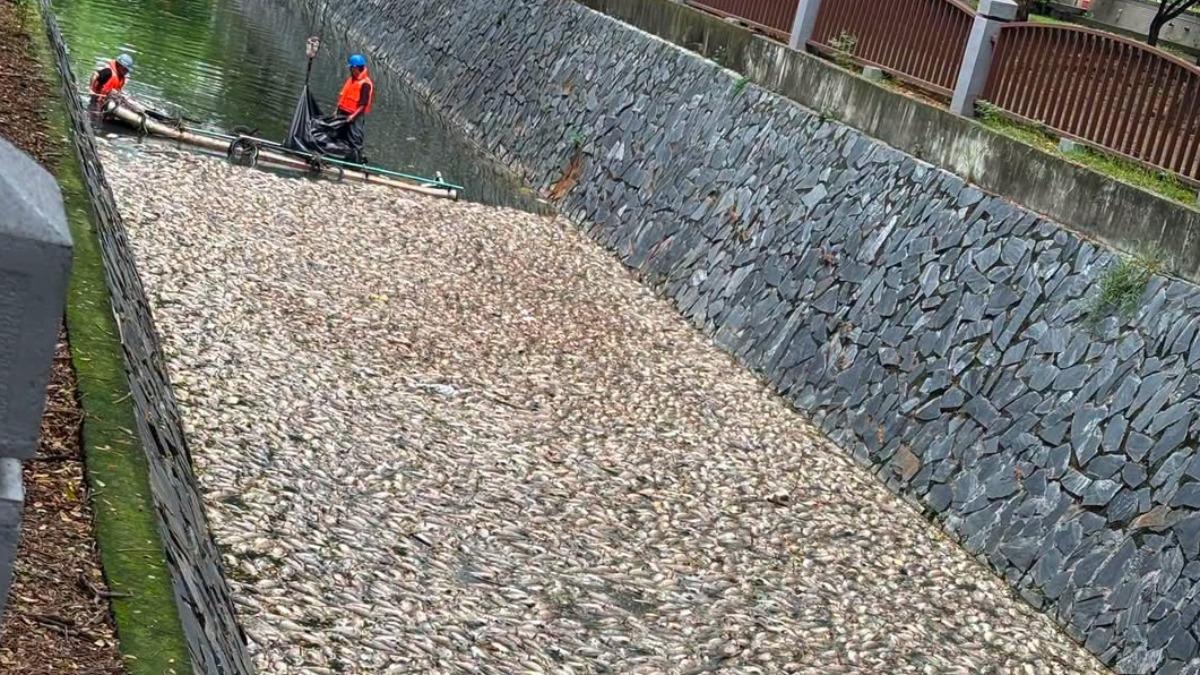 高雄後勁溪出現大量死魚漂浮水面，環保局查出5家業者違規排放污水。 圖：翻攝自白喬茵臉書