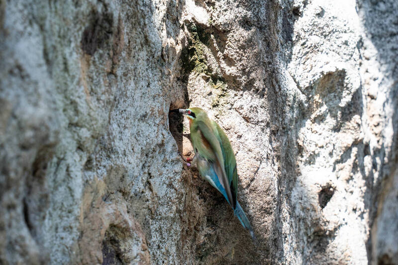 栗喉蜂虎親鳥抓蟲後叼著在洞外等候保育員加餐餵食雛鳥後接著繼續餵。 圖：台北市立動物園／提供