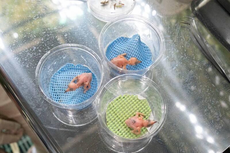 為讓每隻幼鳥都能成長均衡，照養團隊啟動人工輔助育幼，每日加餐與親鳥合作育幼。 圖：台北市立動物園／提供