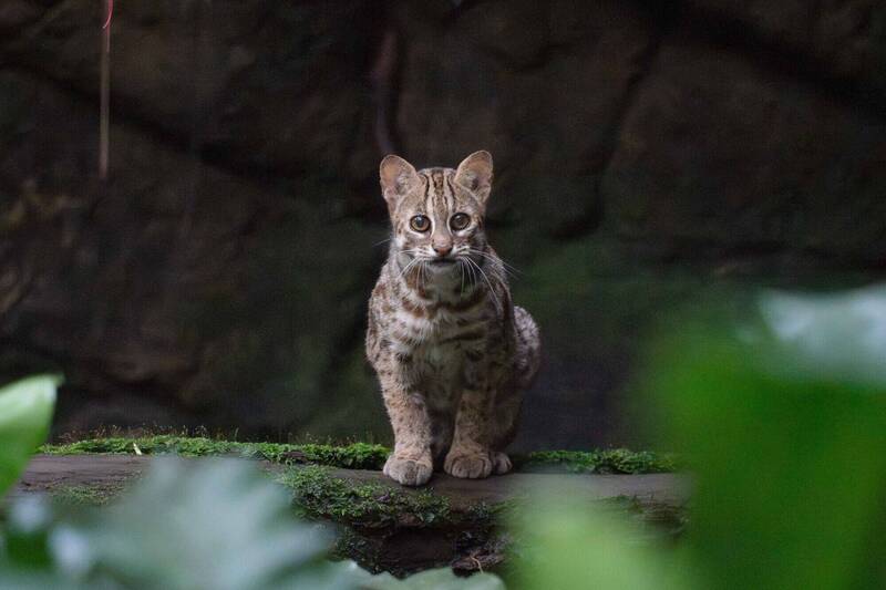 石虎是台灣現存唯一的原生貓科動物，也是典型的夜行性動物，因此平時極罕見。 圖：台北市立動物園／提供