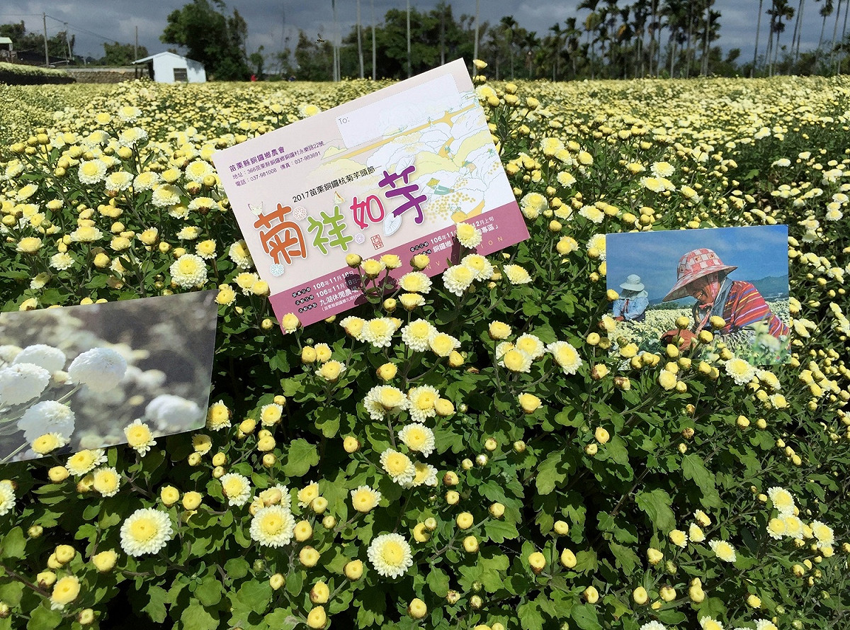 苗栗縣為國內杭菊最大產區，以銅鑼鄉栽培42公頃為最多，國產生產之杭菊色澤外型完整、呈球狀且花朵較小，帶有一股淡淡清香，且沖泡後仍為完整花朵。 圖：農委會農糧署北區分署提供