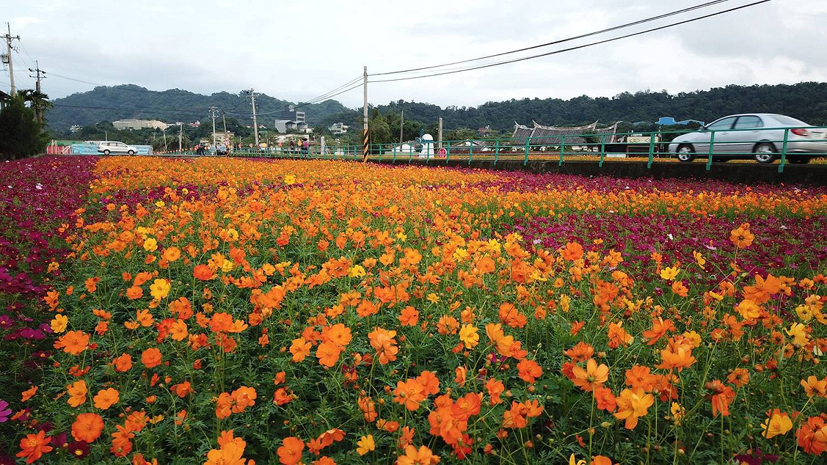 百日草、黃波斯菊、大波斯菊、向日葵等看不完的花海都在大溪場區。 圖：翻攝自2017桃園花彩節FB粉專