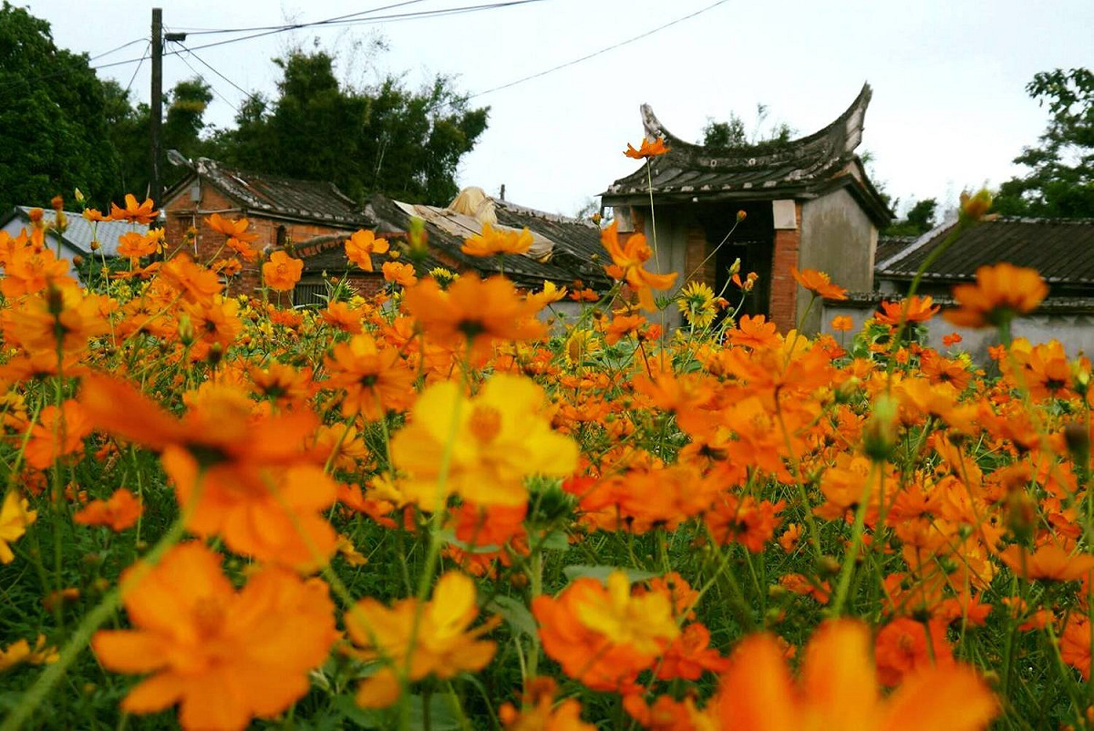 大溪花區地點就老文青的家李騰芳古宅旁邊。 圖：翻攝自2017桃園花彩節FB粉專