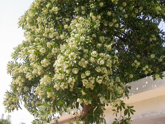 時序進入黑板樹開花季節，許多種植黑板樹的公園、學校或道路附近晚間都出現刺鼻怪味。 圖 : 翻攝自PChome個人新聞台