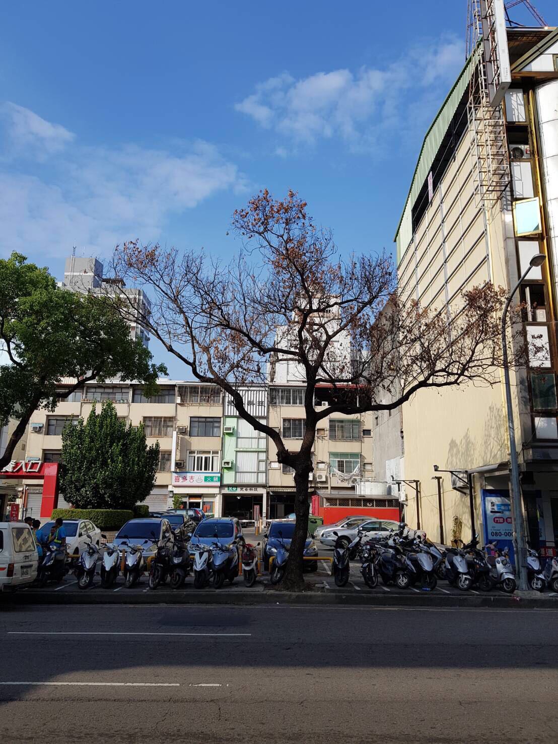 被毒的樹木枯死後已移除。 圖 : 台中市建設局/提供