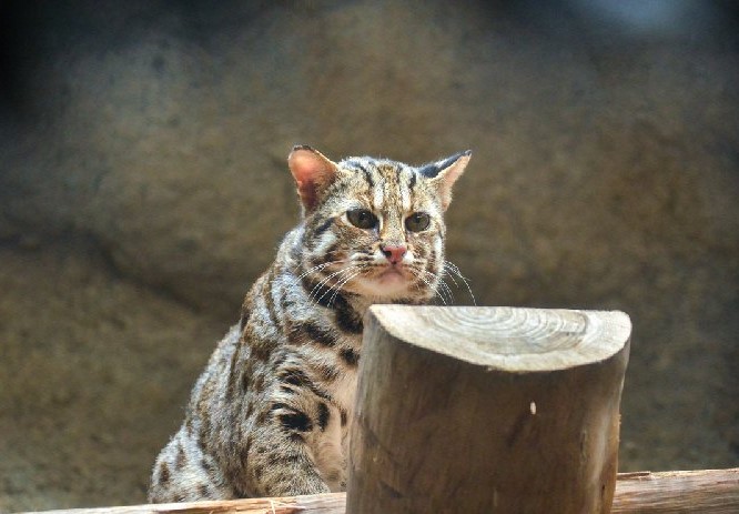 保育類動物石虎模樣相當可愛，但他們的生存卻時刻受到路殺、生存地遭破壞及捕獸夾誤殺等重重威脅。 圖：翻攝自台北市立動物園